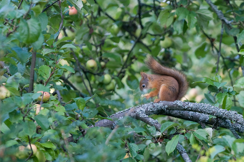 Orava 5.jpg - i get it, i get it, nam - it taste so good